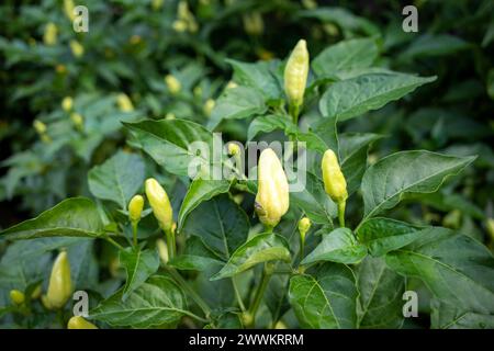 Nahaufnahme kleiner roher, heißer Chilischoten (Capsicum frutescens). Stockfoto