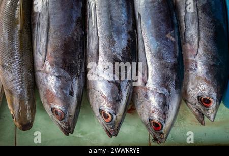 Makarel-Thunfisch, frischer Fisch auf einem traditionellen Markt in Yogyakarta, Indonesien. Stockfoto