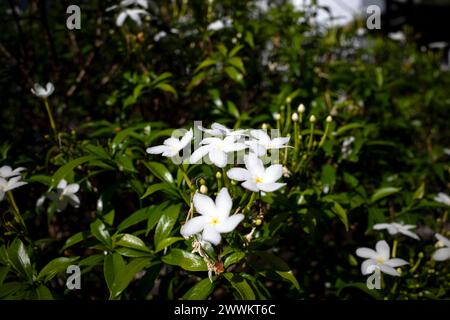 Weiße Krepp-Jasminblüten (Tabernaemontana divaricata), flacher Fokus. Stockfoto