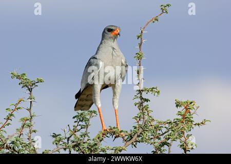 Ein blasssingender Goschawk (Melierax canorus) in einem Treet, Kalahari Wüste, Südafrika Stockfoto