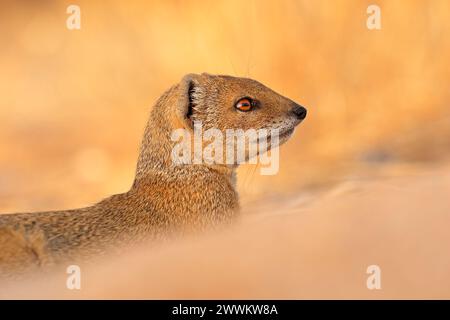 Porträt einer gelben Mungo (Cynictus Penicillata), Kalahari-Wüste, Südafrika Stockfoto
