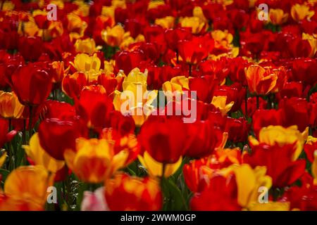 Frühlingsblumen Tulpen aus nächster Nähe im Garten. Heller, mehrfarbiger Hintergrund im Sonnenlicht. Vollformat mit unscharfem Hintergrund. Das Konzept eines Urlaubs Stockfoto