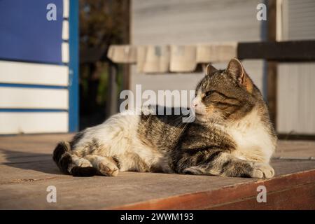 Die Katze sonnt sich in der Sonne. Lustige gestreifte grau-weiße Katze genießt die warmen Sonnenstrahlen. Nahaufnahme von Straßengüterkatzen. Das Konzept des Frühlings, Warmt Stockfoto