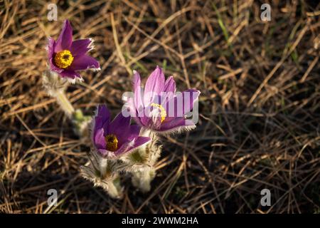 Traumgras oder Pulsatilla patens blühen im Frühjahr im Wald in den Bergen. Nahaufnahme, natürlicher Frühlingshintergrund. Zarte, zerbrechliche Blüten in se Stockfoto