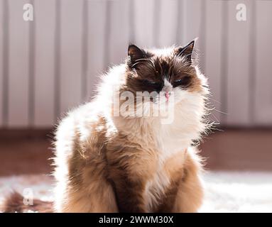 Die flauschige Katze der Ragdoll-Rasse blitzt mit den Augen, sitzt und döstet an sonnigem Tag. Lifestyle Stockfoto