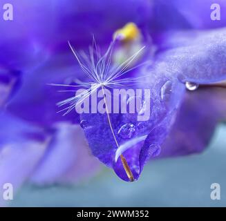 Löwenzahn Samen in Tropfen Tau auf wunderschönem Fliederblüten verschwommenem Hintergrund. Makro. Natürliches Pflanzenwachstum Stockfoto