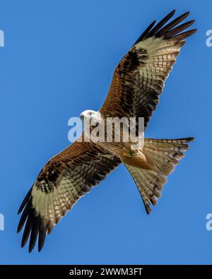 Roter Drachen (Milvus Miilvus) im Flug. Stockfoto
