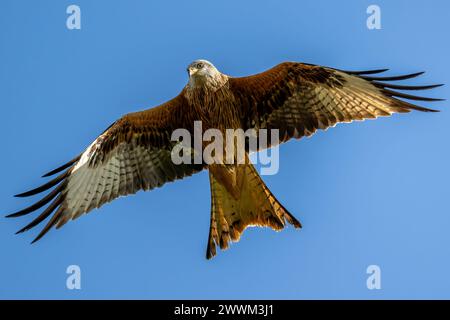 Roter Drachen (Milvus Miilvus) im Flug. Stockfoto