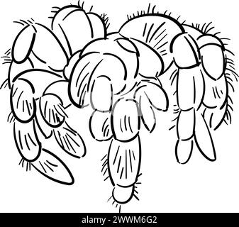 Spinnen-Tarantula-Vektor-Farbzeichnung. Doodle Spider Illustration handgezeichnet. Stock Vektor