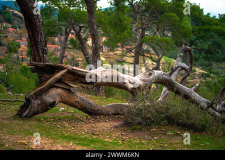 Nature's Puzzle: Ein zusammengestürzter, seltsam geformter Baum liegt auf dem Waldboden und schafft eine einzigartige und rätselhafte Landschaft im Herzen des Waldes. Stockfoto