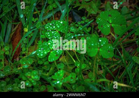 Taufende Eleganz: Regentropfen zieren zart unzählige Klee in der Natur und schaffen eine erfrischende und bezaubernde Szene. Stockfoto