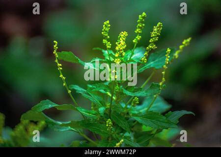 Genießen Sie den bezaubernden Anblick der schönen gelben kleinen Blumen, die ihre grünen Äste schmücken und eine lebendige und fröhliche Szene in den Tapes der Natur schaffen Stockfoto