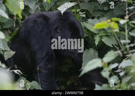 Großer Silberrücken-Gorilla im Bwindi-Nationalpark in Uganda. Stockfoto