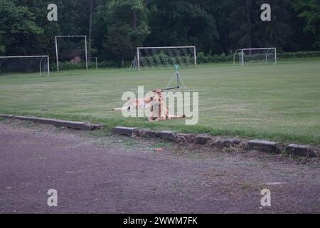 WILDHUND IM GRAS Stockfoto