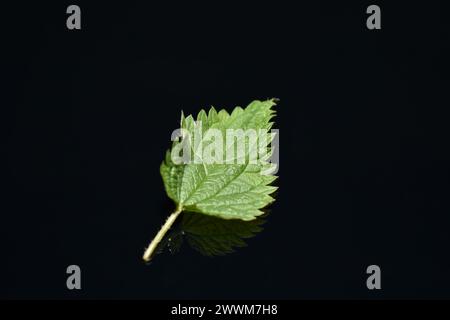 Ein grünes Blatt Brennnessel liegt auf schwarzem Hintergrund. Stockfoto