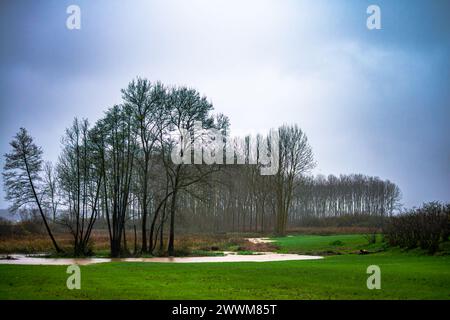 Eine ruhige Szene entfaltet sich mit einem Pappelbaum entlang des Flusses, begleitet von üppigem Gras, die eine ruhige Oase am Fluss in der Umgebung der Natur schafft. Stockfoto