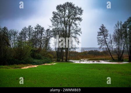 Eine ruhige Szene entfaltet sich mit einem Pappelbaum entlang des Flusses, begleitet von üppigem Gras, die eine ruhige Oase am Fluss in der Umgebung der Natur schafft. Stockfoto