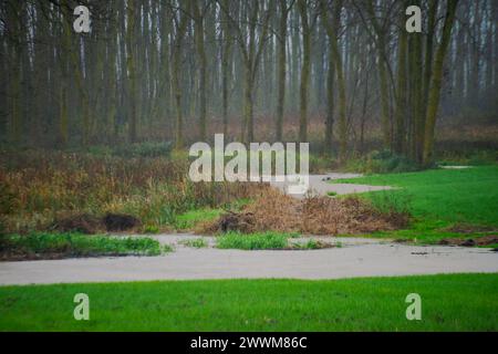 Eine ruhige Szene entfaltet sich mit einem Pappelbaum entlang des Flusses, begleitet von üppigem Gras, die eine ruhige Oase am Fluss in der Umgebung der Natur schafft. Stockfoto