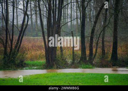 Eine ruhige Szene entfaltet sich mit einem Pappelbaum entlang des Flusses, begleitet von üppigem Gras, die eine ruhige Oase am Fluss in der Umgebung der Natur schafft. Stockfoto