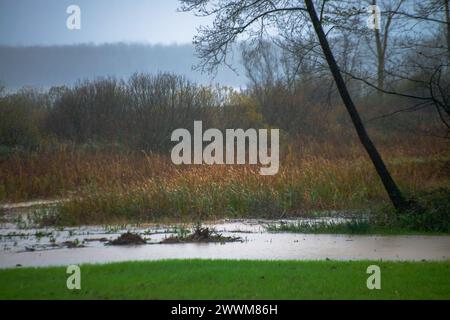 Eine ruhige Szene entfaltet sich mit einem Pappelbaum entlang des Flusses, begleitet von üppigem Gras, die eine ruhige Oase am Fluss in der Umgebung der Natur schafft. Stockfoto