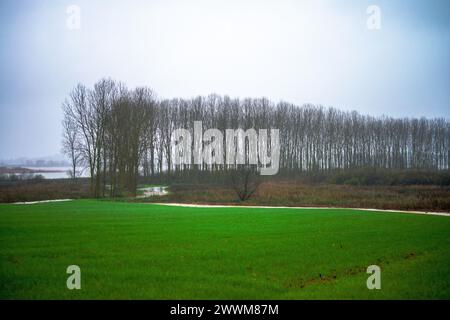 Eine ruhige Szene entfaltet sich mit einem Pappelbaum entlang des Flusses, begleitet von üppigem Gras, die eine ruhige Oase am Fluss in der Umgebung der Natur schafft. Stockfoto