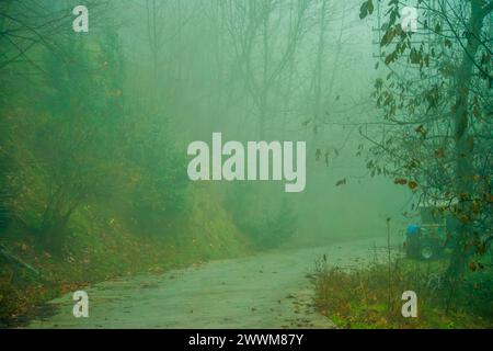 Begeben Sie sich in einen verzauberten nebeligen Wald, wo alte Bäume ein mystisches Ambiente genießen und einen Zauber ätherischer Wunder in den nebelbelbeladenen Wäldern ausstrahlen. Stockfoto