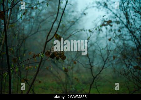 Begeben Sie sich in einen verzauberten nebeligen Wald, wo alte Bäume ein mystisches Ambiente genießen und einen Zauber ätherischer Wunder in den nebelbelbeladenen Wäldern ausstrahlen. Stockfoto