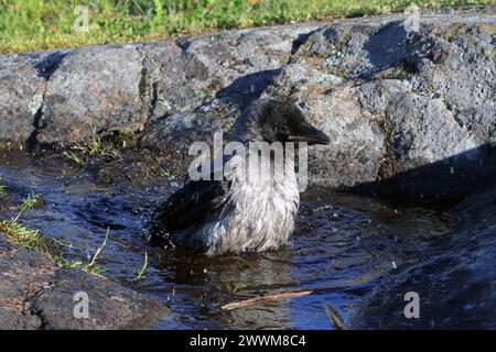 Baby-Krähe mit Kapuze, Corvus cornix bei einem Bad in einem Pool von Regenwasser, das auf einem Felsen in natürlicher Umgebung gesammelt wurde. Stockfoto