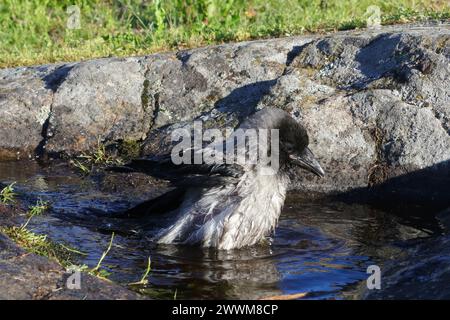 Baby-Krähe mit Kapuze, Corvus cornix, genießt ein Bad in einem Pool von Regenwasser auf einem Felsen in natürlicher Umgebung. Stockfoto