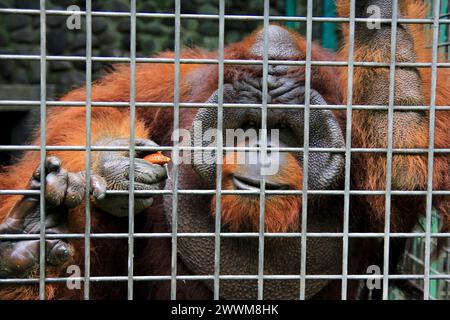 Bornean Orang-Utan ist ein ständiger Bewohner des Jogja Wildlife Rescue Center, da sein Verhalten ungewöhnlich ist und nicht in die Wildnis freigesetzt werden kann. Stockfoto