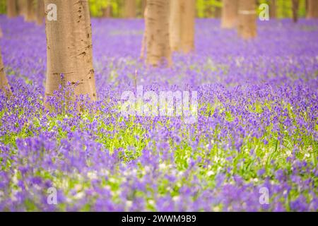 Bluebells zwischen den Bäumen im Wald. Stockfoto