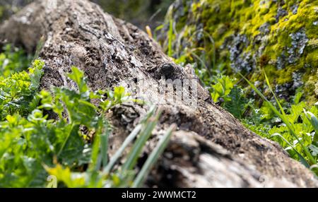 Ein großer Baumstamm ist mit Moos bedeckt und von Gras umgeben. Das Moos verleiht dem Stamm ein natürliches, erdiges Aussehen, während das Gras einen Hauch von Grün und verleiht Stockfoto