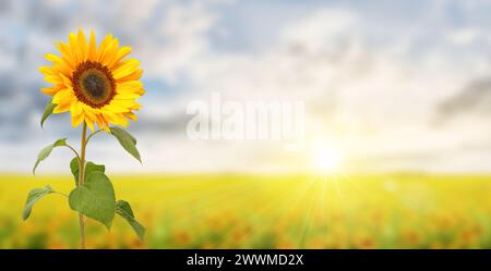 Romantisches Sonnenblumenfeld mit Sonnenstrahlen und großer Sonnenblume, Panoramaformat. Stockfoto