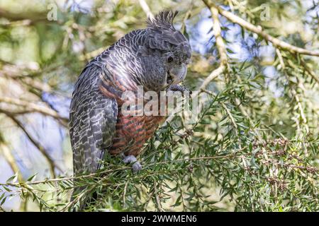 Australische Bande Cockatoo fressen im Baum Stockfoto