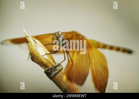 Schließen Sie die Libelle am Stock Stockfoto