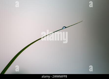 Ein Wassertropfen auf der grünen Grasspitze Stockfoto