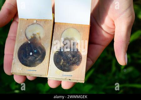 Pflege einer Käfigkönigin. Der Queen Holzkäfig mit transparentem Deckel besteht aus zwei Teilen mit Platz für Königin und Honig. Stockfoto