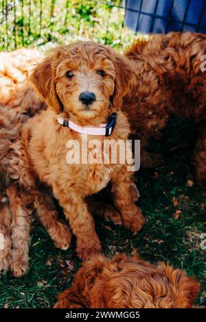 Goldendoodle-Welpe mit rosa und weißem Kragen, der auf Gras sitzt Stockfoto