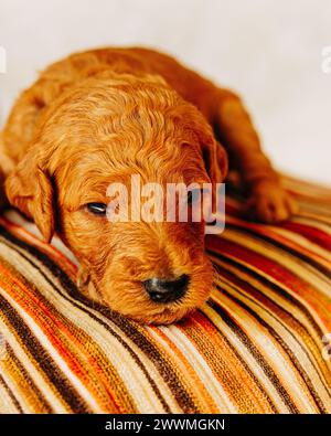 Nahaufnahme des Goldendoodle-Welpen auf orangem gestreiftem Kissen Stockfoto
