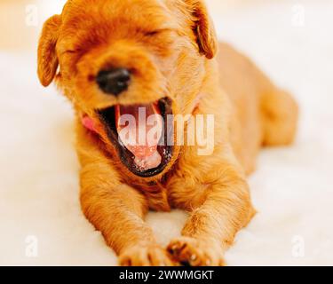 Goldendoodle-Welpe gähnt, während er sich auf weißem Teppich legt Stockfoto