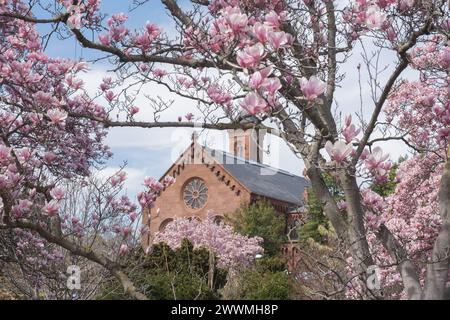 Tulpen (Untertassen) Magnolien in der Nähe des Smithsonian Castle in Washingt Stockfoto