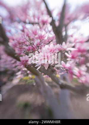 Tulpen (Untertassen) Magnolien in der Nähe des Smithsonian Castle in Washingt Stockfoto