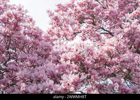 Tulpen (Untertassen) Magnolien in der Nähe des Smithsonian Castle in Washingt Stockfoto