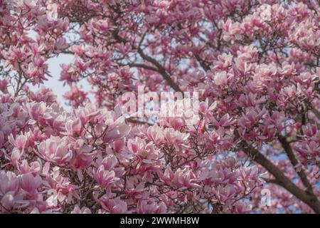Tulpen (Untertassen) Magnolien in der Nähe des Smithsonian Castle in Washingt Stockfoto