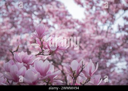 Tulpen (Untertassen) Magnolien in der Nähe des Smithsonian Castle in Washingt Stockfoto