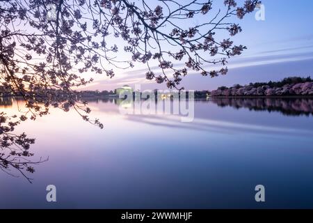 Jefferson Memorial, eingerahmt von Kirschblüten bei Sonnenaufgang in Wash Stockfoto