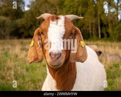 Porträt des Kopfes der braunen weißen boer-Ziege mit Ohrmarken, Blick auf die Kamera auf der Insel Tunø, Midtjylland, Dänemark Stockfoto