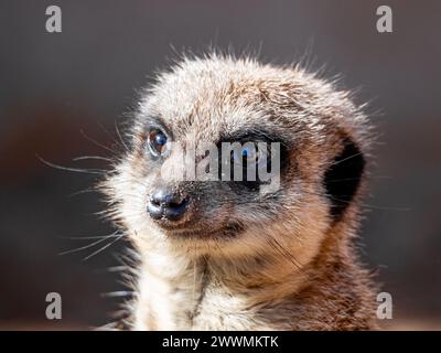 Meerkat Suricate Suricata Suricatta Gesichtsausdruck. mall carnivoran gehört zur Mungos-Familie Stockfoto