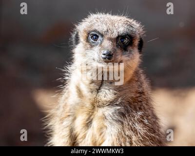 Meerkat Suricate Suricata Suricatta Gesichtsausdruck. mall carnivoran gehört zur Mungos-Familie Stockfoto