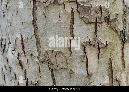 Flugzeugrinde, Platanus acerifolia Baumstamm, Nahaufnahme. Natürlicher abstrakter Hintergrund. Park Nove Mesto nad Vahom, Slowakei Stockfoto